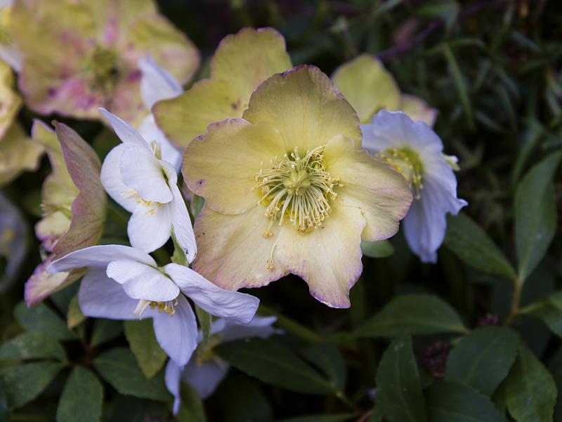 Colorful hellebores are a good choice for winter gardens.